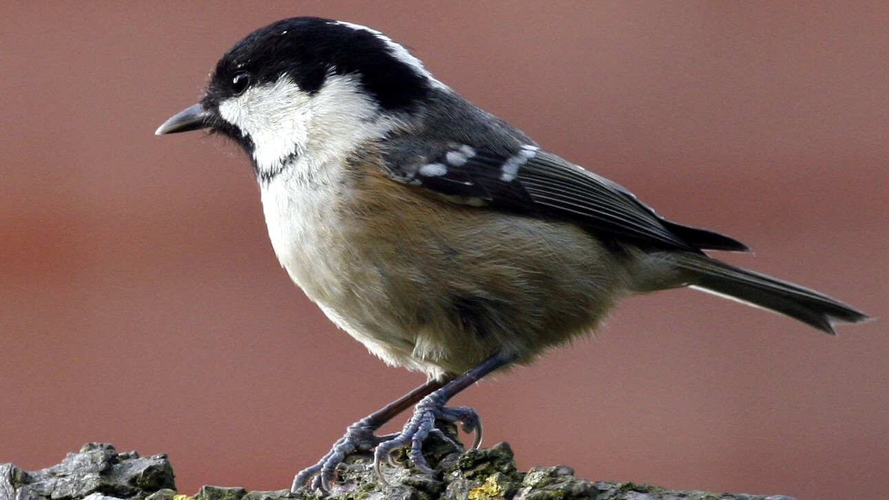 Sýkorka uhliarka (Parus ater)